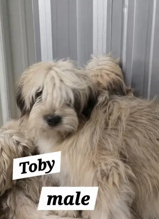 MO Toby