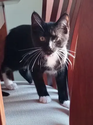 Miso