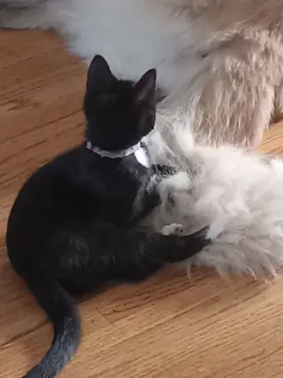 Mochi