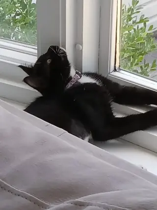 Mochi