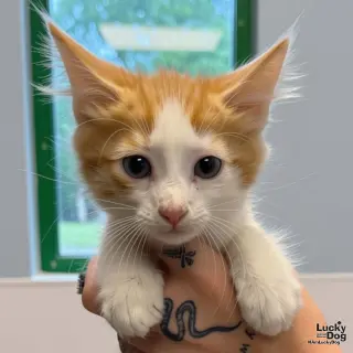Baby Osiris