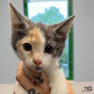 Baby Nefertiti