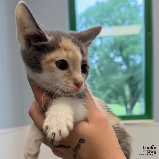 Baby Nefertiti