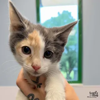 Baby Nefertiti