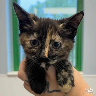 Baby Bastet