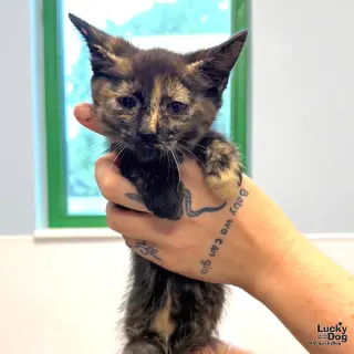 Baby Bastet
