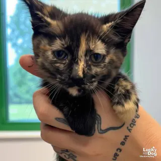 Baby Bastet