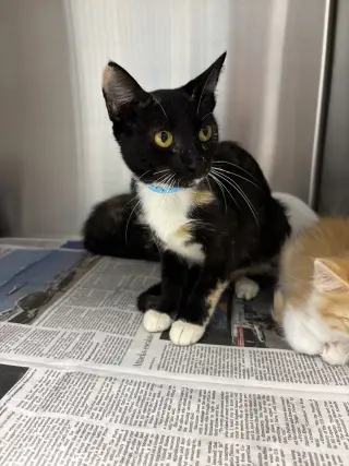 Cleopatra