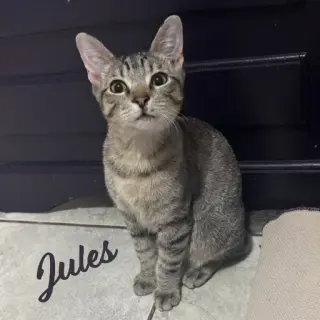 Jules #belly-rub-king