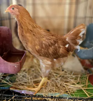 Chickpea