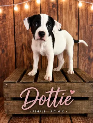 Dottie (Gatsbys litter)