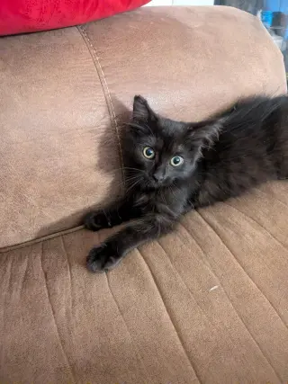 Gidget (Courtesy Post)