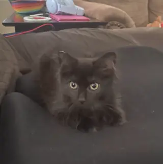 Gidget (Courtesy Post)