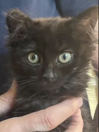 Gidget (Courtesy Post)