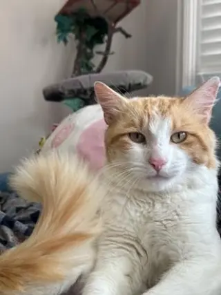 Marmalade