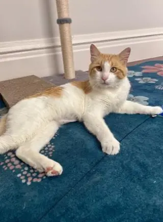 Marmalade