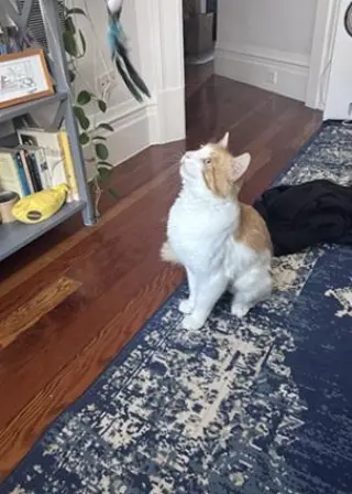 Marmalade