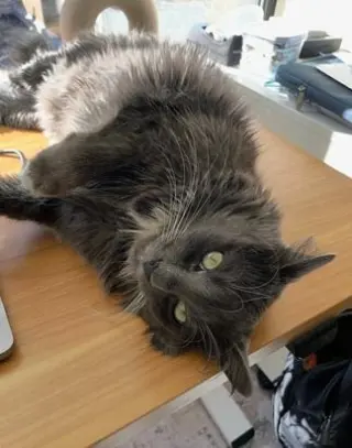 Magnus