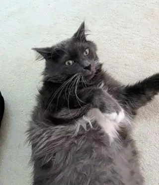 Magnus
