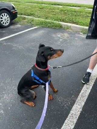 Violet
