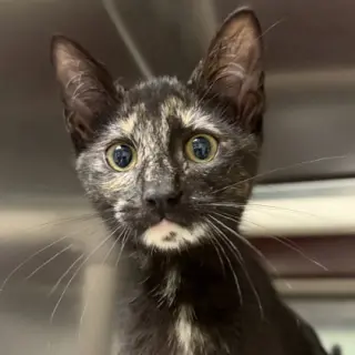 Roo