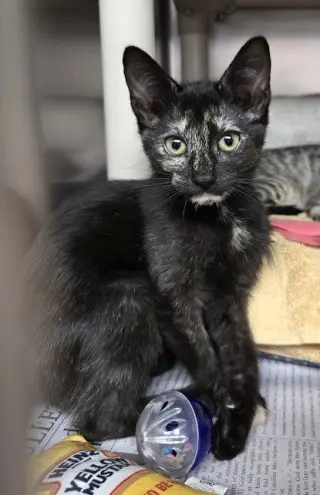 Roo
