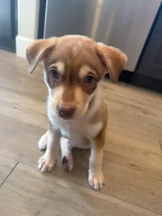 Copper