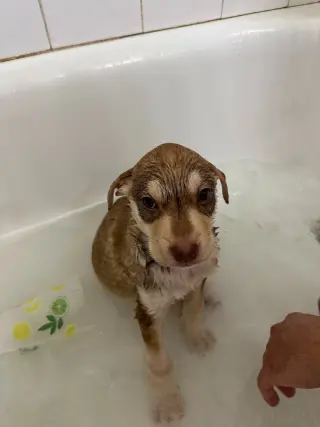 Copper