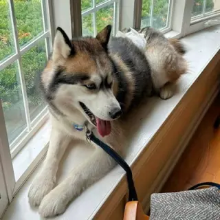 Apollo