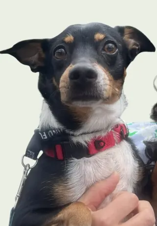 GRACIE