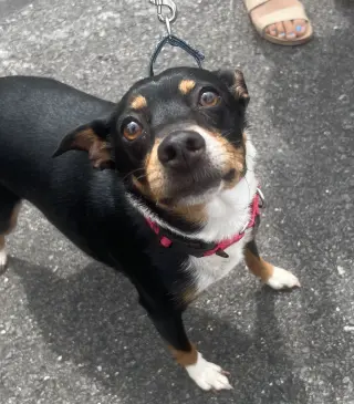 GRACIE