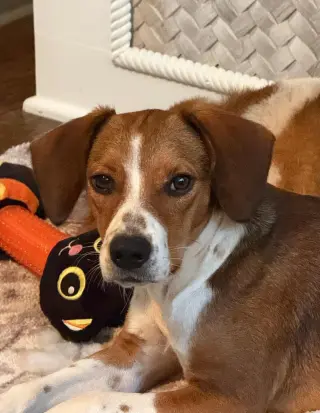 Poppy