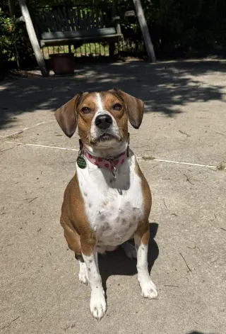Poppy
