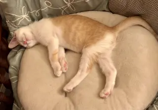 Creamsicle Napa