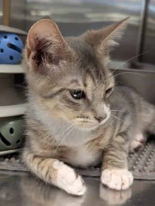 Oscar