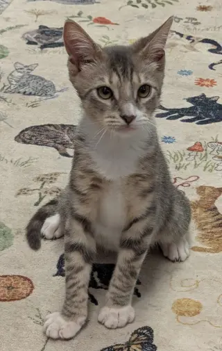 Oscar