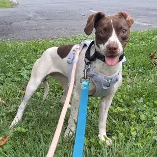 Suki