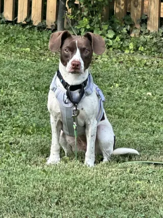 Suki