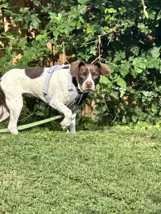 Suki
