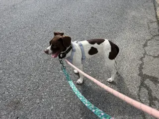 Suki