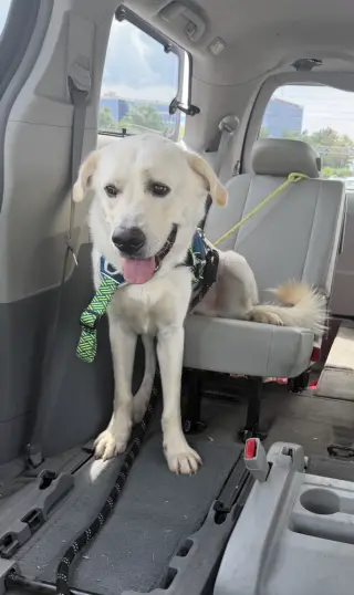 Buddy