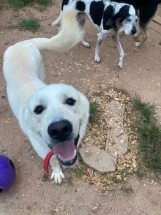 Buddy