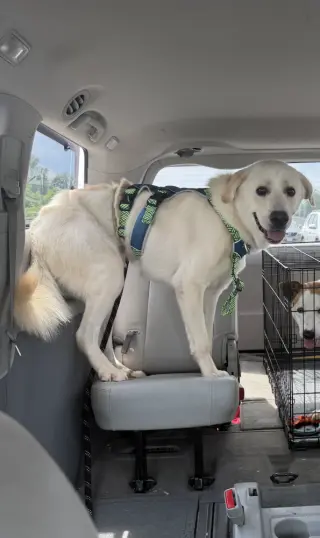 Buddy