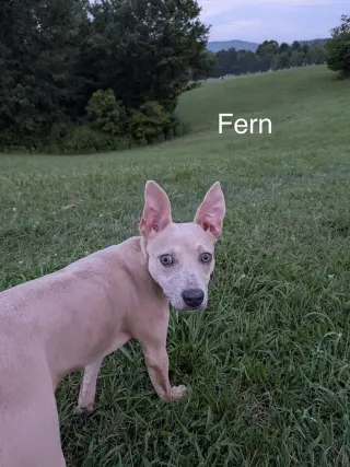 Fern