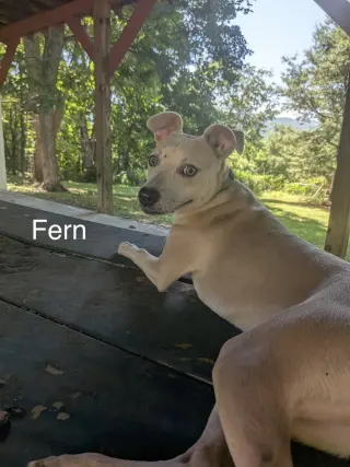 Fern