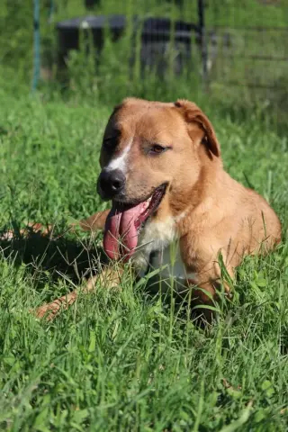 Brownie