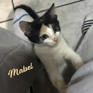 Mabel #little-firecracker