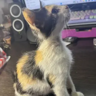 Mabel #little-firecracker