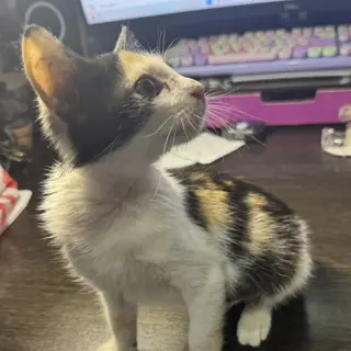 Mabel #little-firecracker