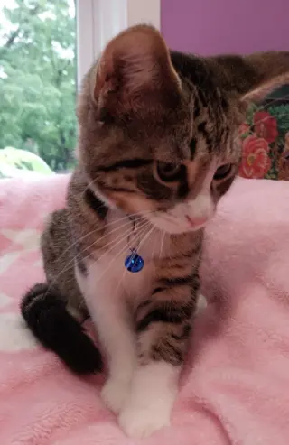 Catnip Dealer 1 (Boo)